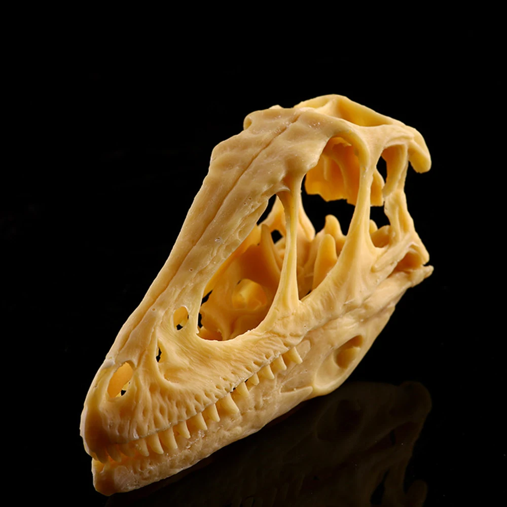 Velociraptor Head Skull Model Dinosaur Skeleton Craft Zoo Specimen Display Student Teaching Science Sample Props for Home Decor