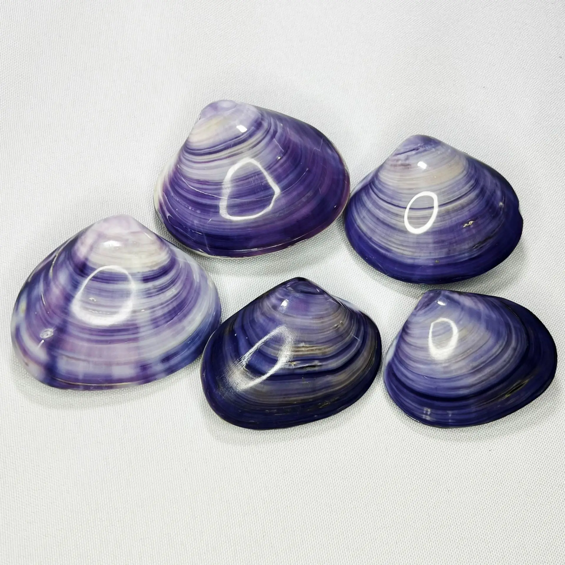 Natural Saxidomus Purpuratus Shell - Purple Clam Craft, Display Base Decor, Photography Prop, Coral Companion, Wholesale Marine