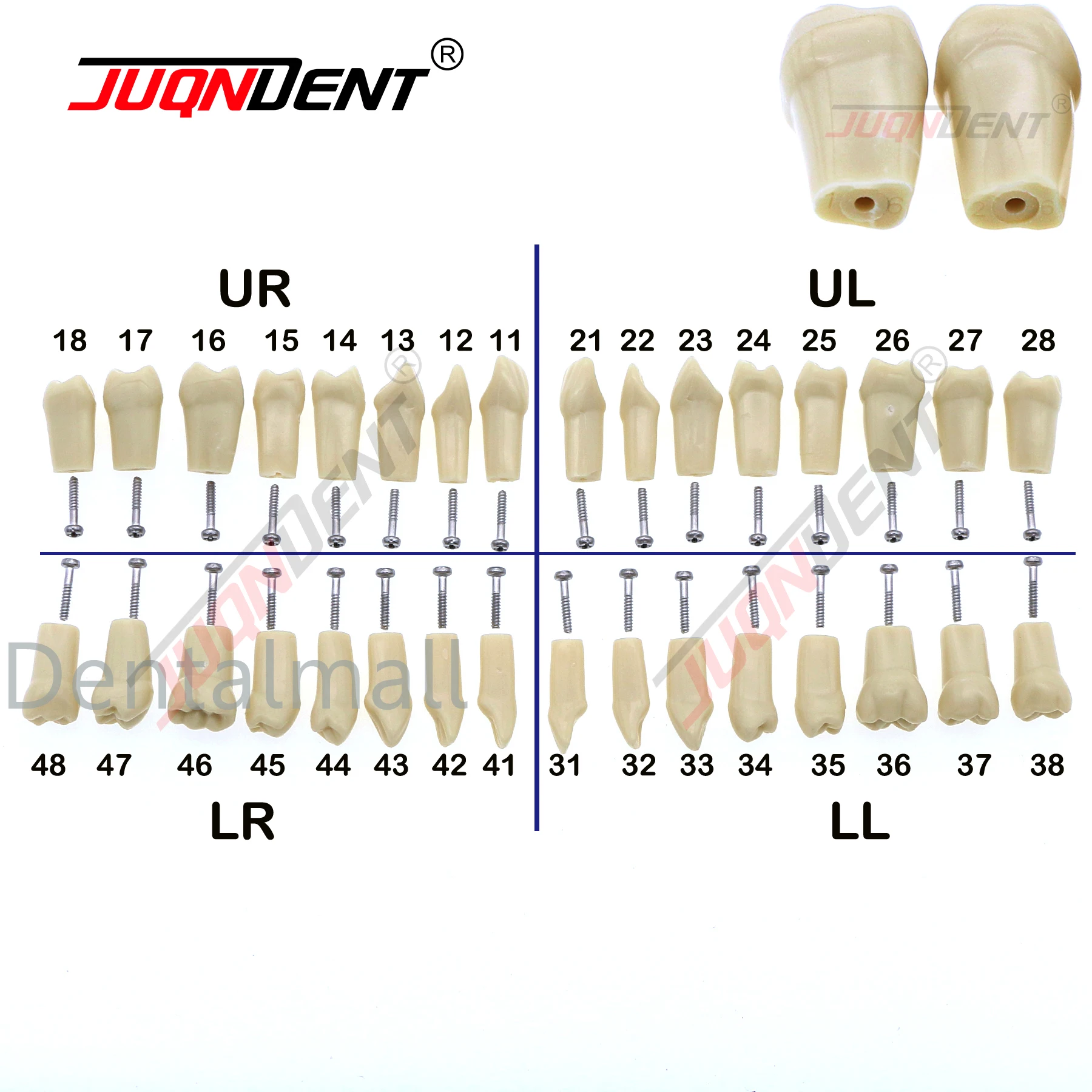 Teeth Dental Model For Training Compatible NISSIN 500 Type  Spare Teeth Dental Practice and Teaching Replace M8024