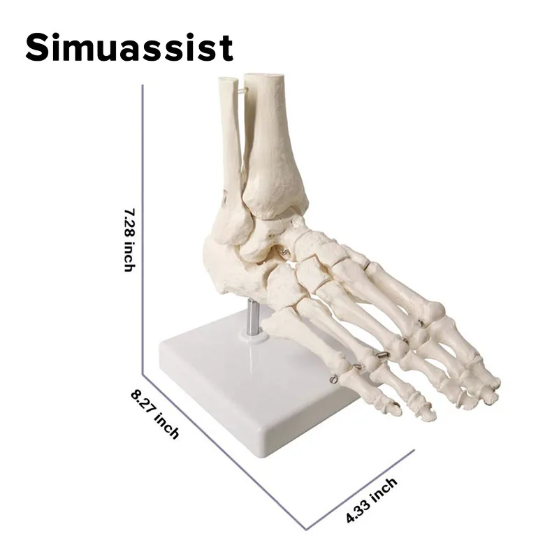 Life Size Foot Joints and bones Foot Anatomy Skeleton Human Foot and Ankle Model with shank bone Anatomical Models Learning Tool