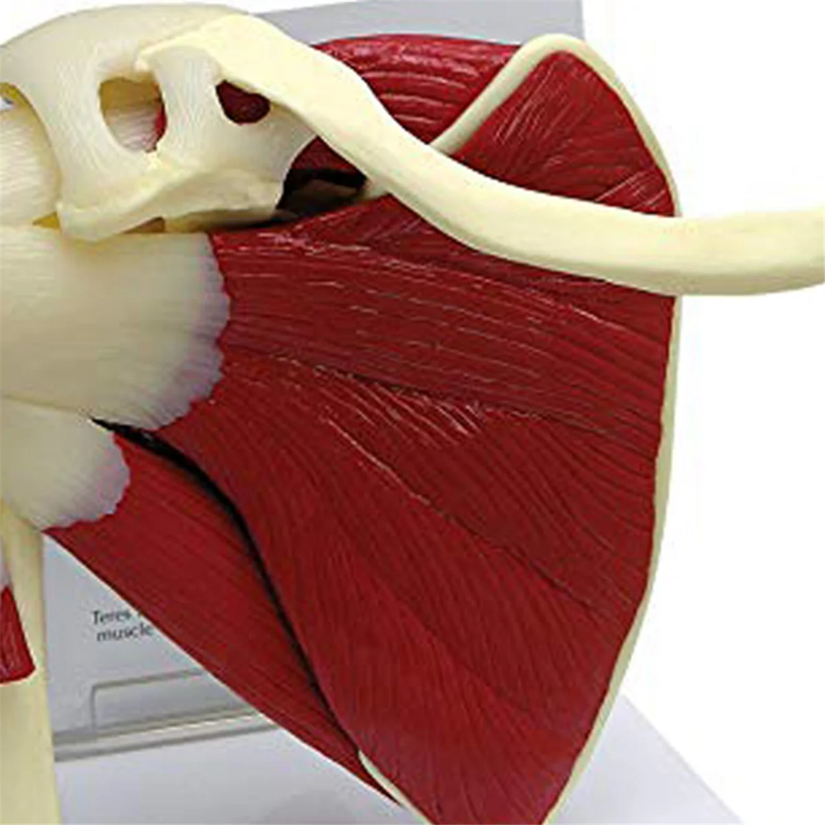 Modèle d'épaule musculaire ABZL, modèle musculaire d'articulation de l'épaule droite d'anatomie humaine, modèle d'anatomie du bureau et de la salle de classe de médecin