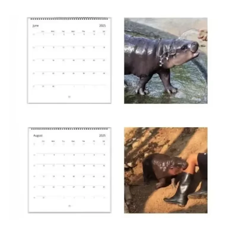 Moo Deng Calendar 2025 Calendar Cute Multi-expression Pygmy Hippo Calendar 2025 Latest Happy Hippo Wall Calendar