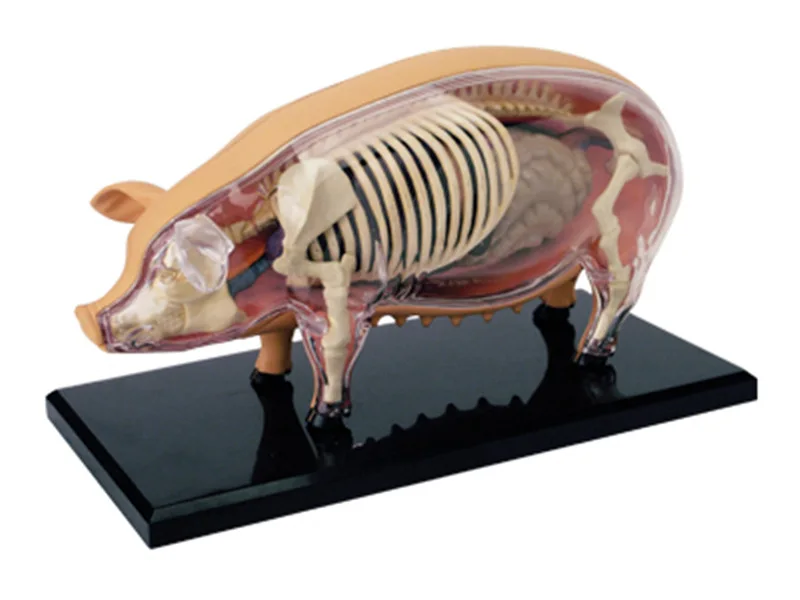 4D Vision Pig Organ Anatomy Model Animal Puzzle Toys for Kids and Medical Students Veterinary Teaching Model