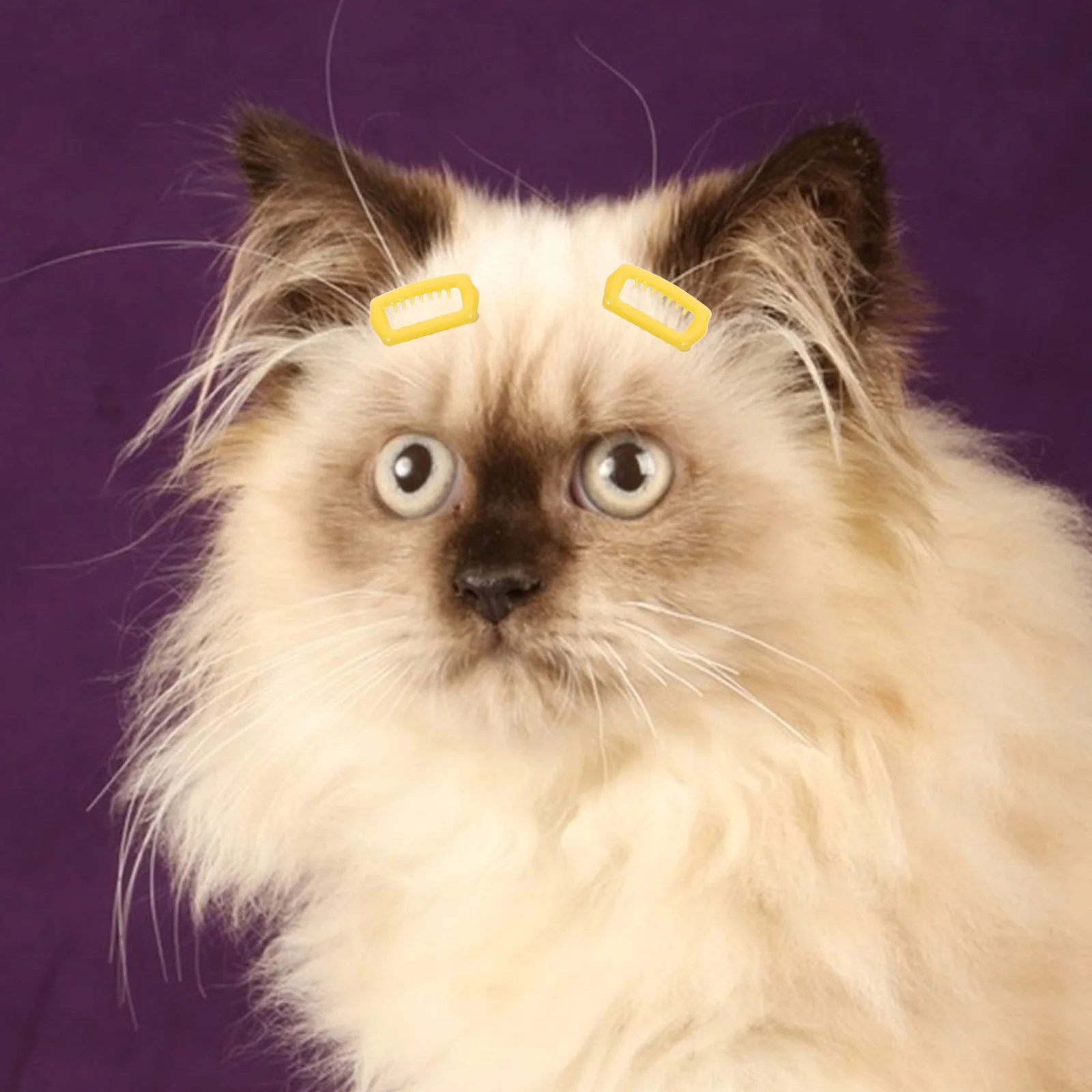 

5Pcs Dog Cat Hair Clips Stylish Pet Grooming Barrettes ABS Material Suitable for Various Breeds Decorative Accessory