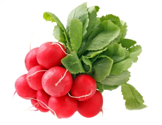 Bild 4: Gemüsesamen Radieschen SAXA 3 rund rot Früh 10g Toraf 224
