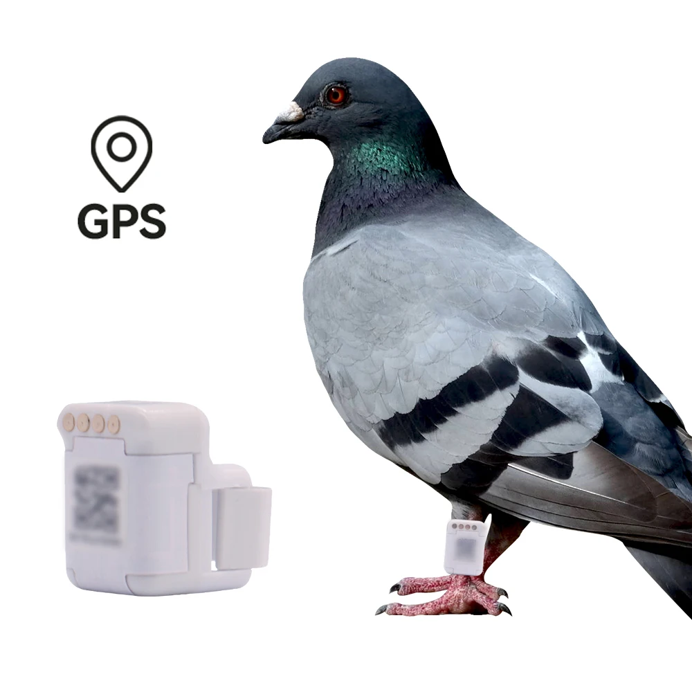 gps para loros Pigeon GPS  Real-time Positioning Piogeon Bird Flight Tracking Leg Bands GPS Pigeon Ring for Pigeon Track