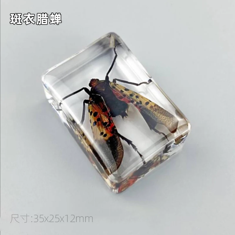 28 Uds. Espécimen de insectos naturales escarabajo de resina decoración del hogar estatuilla escarabajos insectos regalos para decoraciones artesanales ambientales
