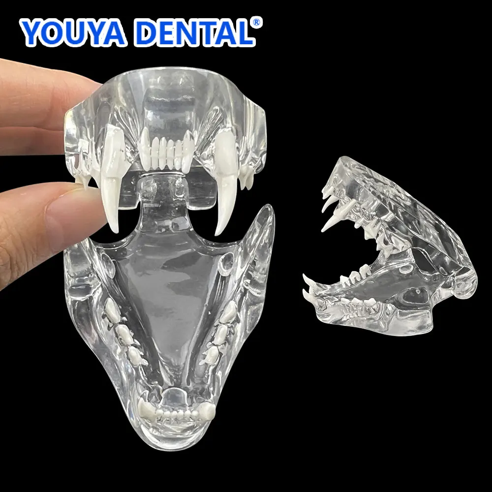 Transparent Cat Teeth Model Dental Dentition Model Veterinary Canine Dentist Demonstration Decoration Lab Practice Teaching