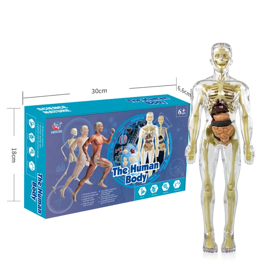 3D Human Body Torso Model for Kid, Anatomy, Skeleton, Removable, Simulation, Organ and Skeleton, Detachable Bone Body Models