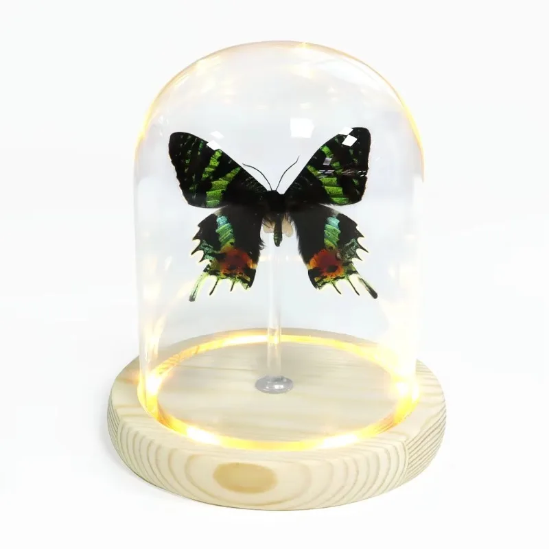 

Lighting Home Decoration Glass Butterfly Led Light Wholesale Room Festival Decoration Glass Light Dome