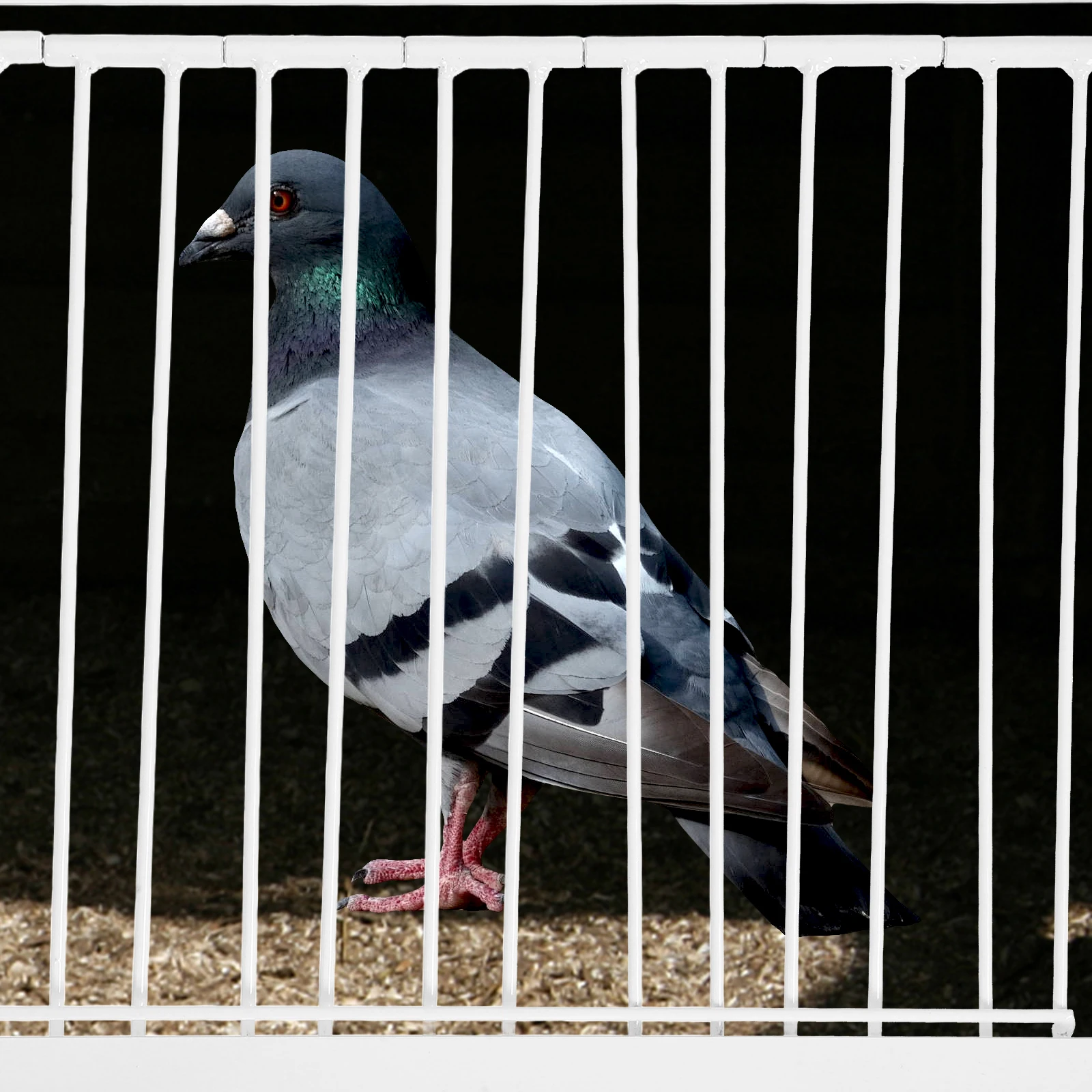 

1pc Pigeon Door Bird Cage Entrance for White Breeding -way Iron Durable Stable Easy Install Pet Door Bird House