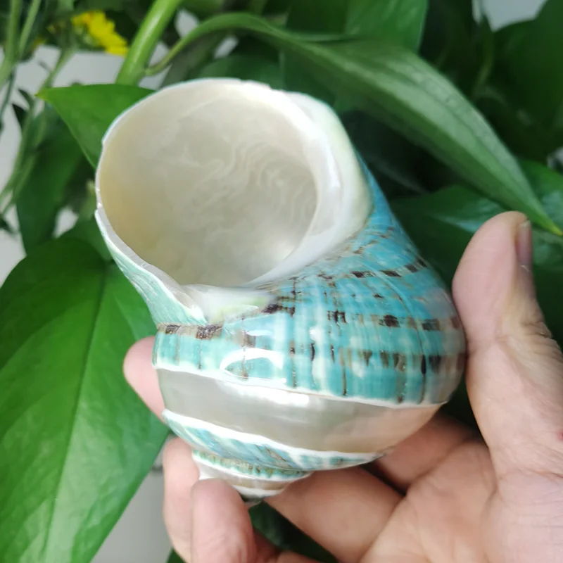 Large Turbo Jade Green Shell with Pearl Band Hermit Crab Sea Shells for Crafting Coastal Home Decor Accent and Vase Filler