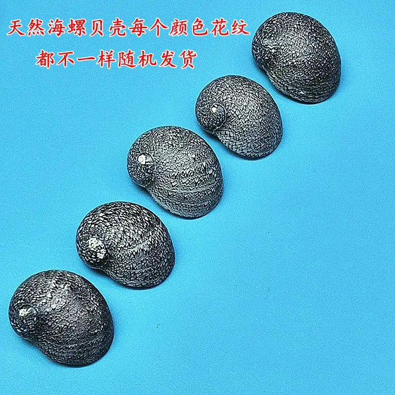 Neritina comunis, Neritina waigiensis, concha de caracola rara natural, colección de muestras, concha de cangrejo ermita
