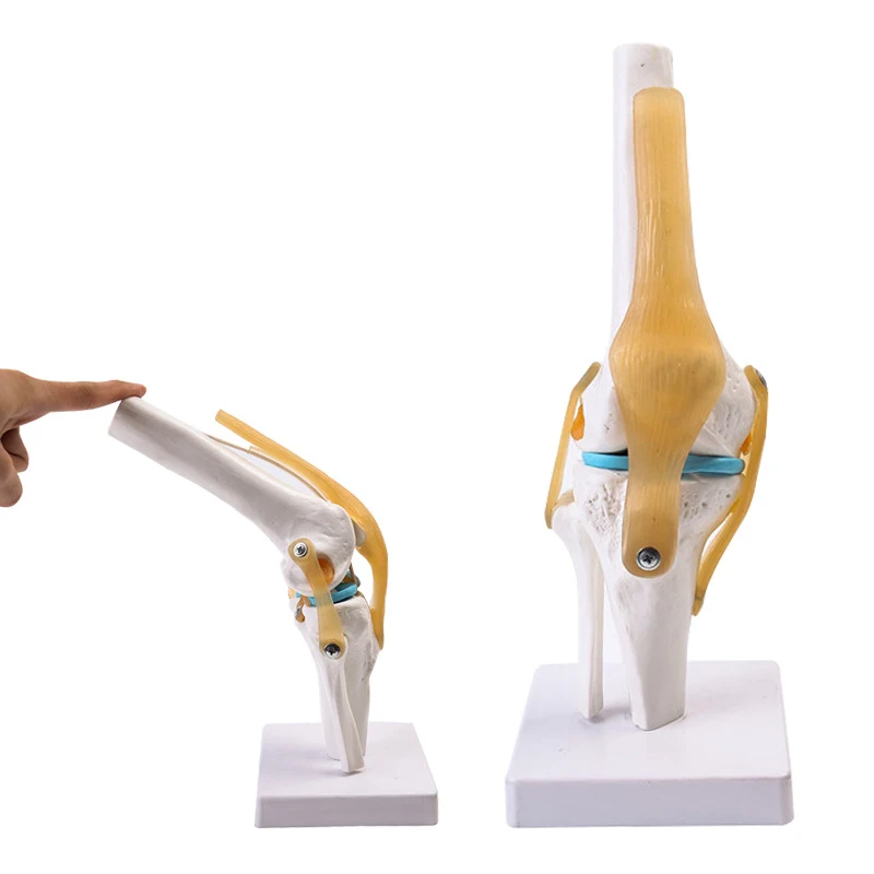 1:1 Flexible Knee Joint Model with Ligaments and Base Femur Tibia and Fibula Bone Anatomy Model Medical Teaching