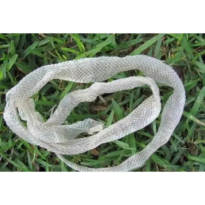 ต่างหูแฟชั่นเงิน Natural Snake Molt 925