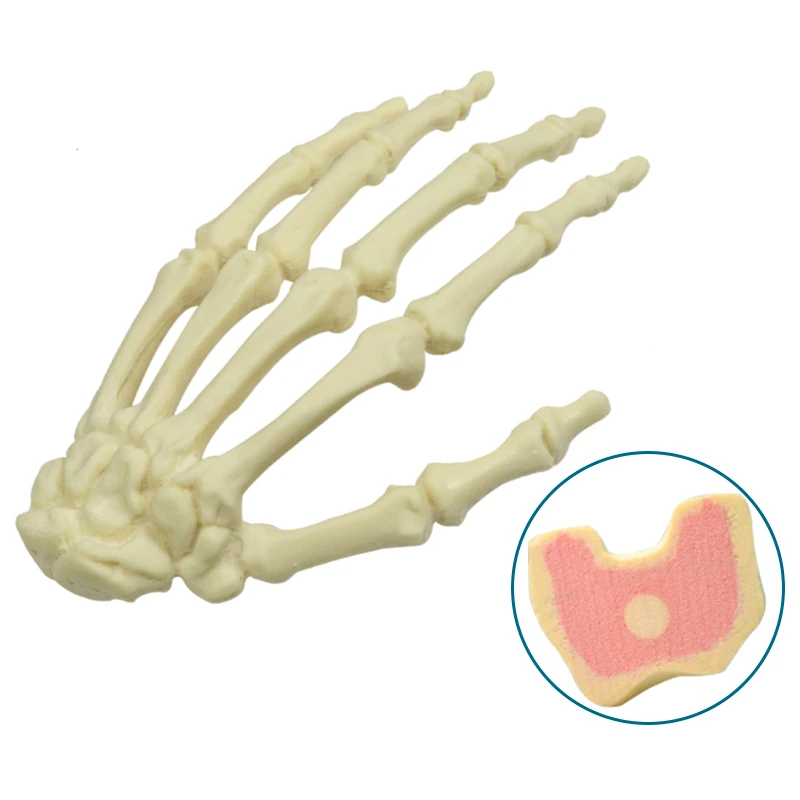 

Left Hand Practice Model for Drilling Human Bone Model Medical Teaching Foam Cortical Shell with Inner Cancellous Material