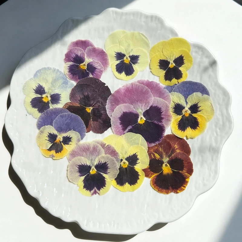 12 قطعة/4-6 سم، زهور فيولا المضغوطة الطبيعية |   زهرة مجففة DIY مجوهرات من مادة الراتنج بطاقة المعايدة إطار الصورة ديكور لوازم الحرف اليدوية