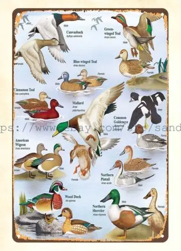 wall decor prints Waterfowl identification chart duck hunting metal tin sign