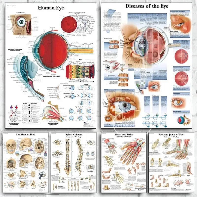 Human Eye Anatomy Muscles System Poster Medical Educational Body Map Chart Art Picture Print Canvas Painting Clinic Wall Decor