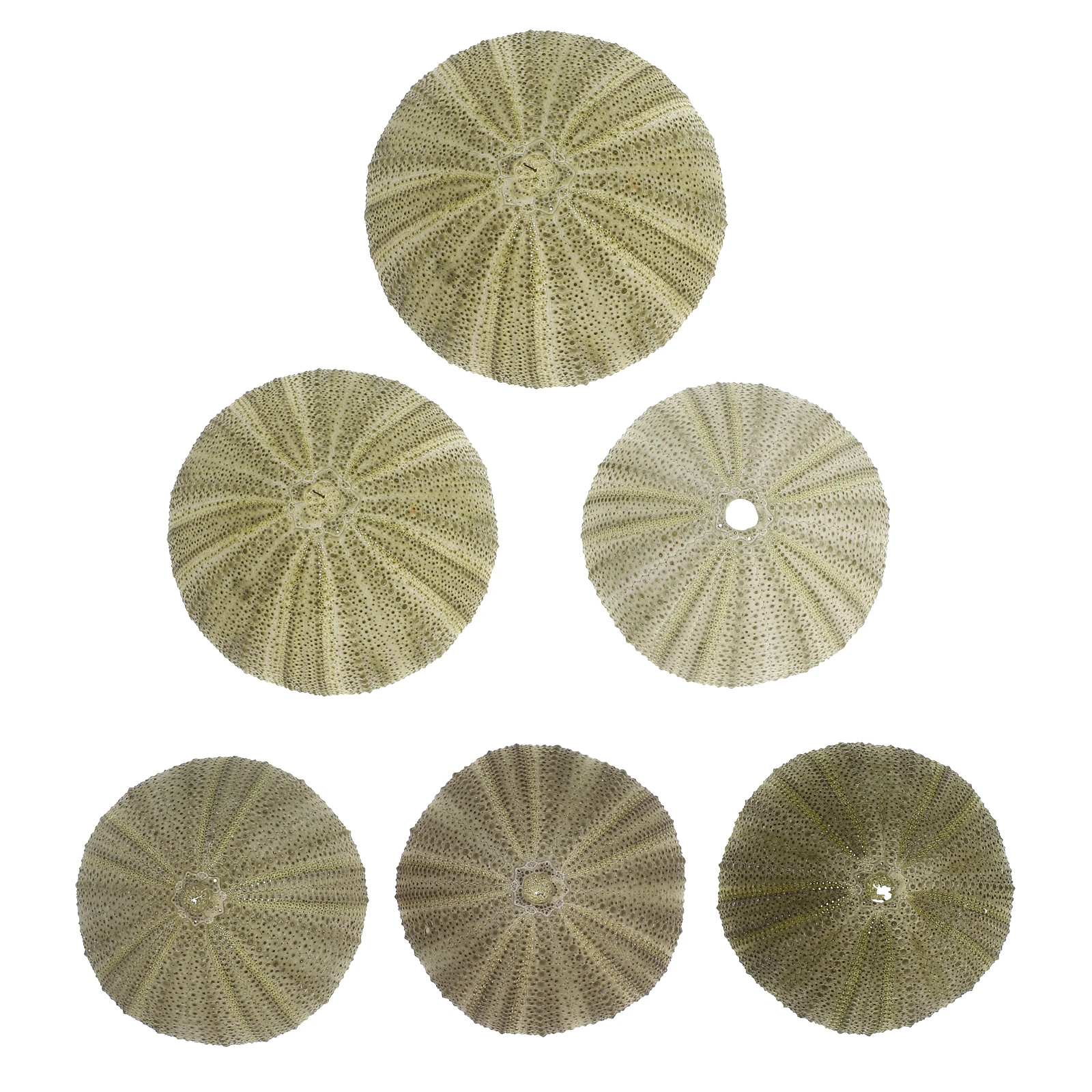 

6Pcs Sea Urchins Shells Unique Photo Props Coastal Vibe Office Dorm Living Space Decoration Mini Succulent Planter
