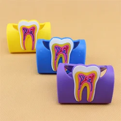 1pc Foldable Business Card Holder Dental Tooth Pattern Desk Place Card Box Case Display Dentistry Clinic Decoration Dentist Gift