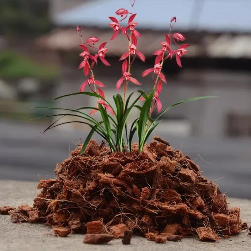 Coconut Coir Brick with Organic Fertilizer 500g Natural Cocopeat Fiber Substrate for Orchid Rose Succulent Potting Reptile Kit