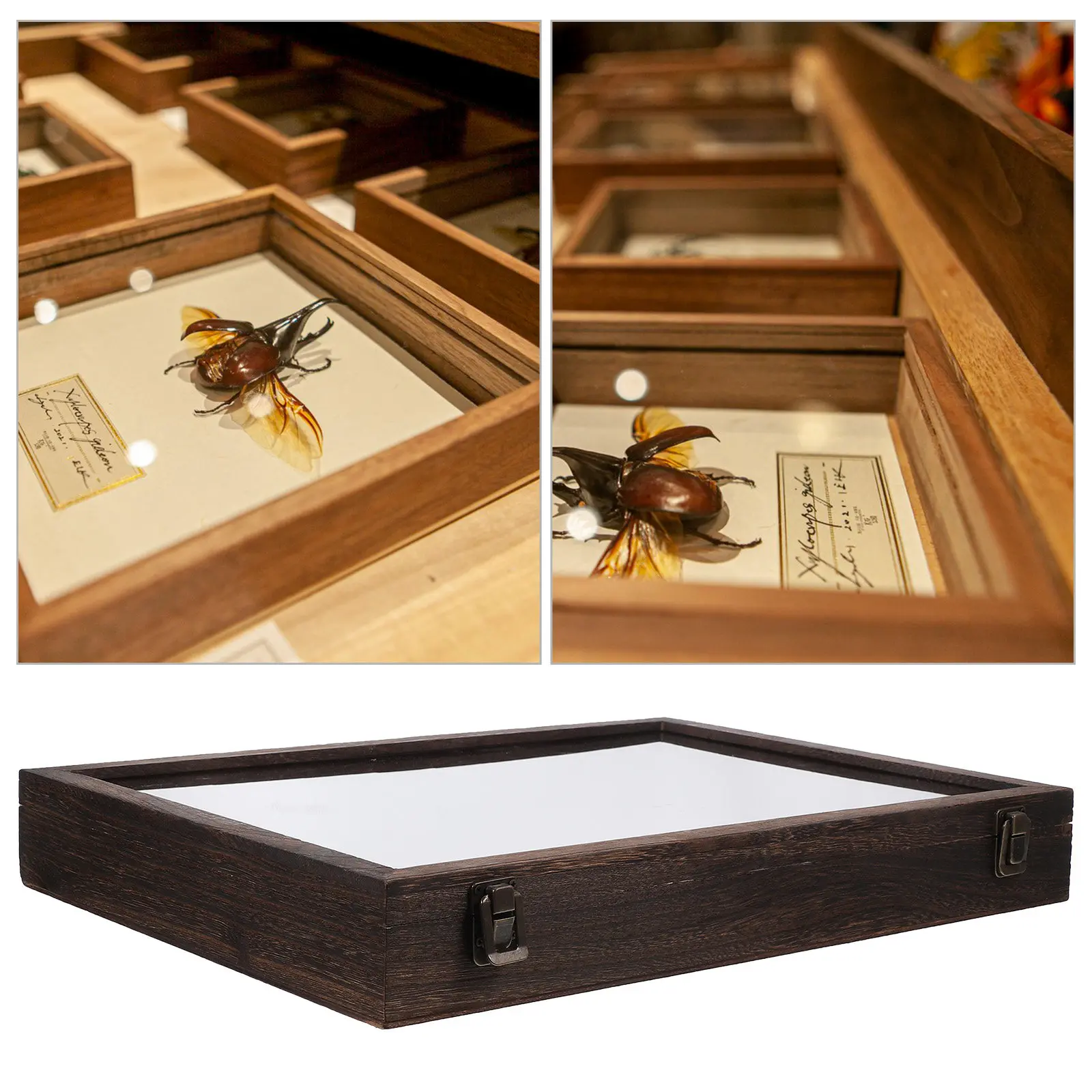

Деревянный демонстрационный бокс большой вместимости для бабочек, растений и насекомых, для декора дома и офиса, винтажный органайзер для сухоцветов