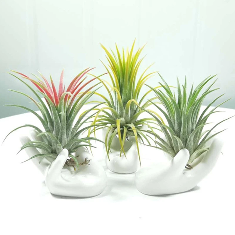 3Pcs White Porcelain Ceramic Air Plant Tillandsia Holder Flower Office Desk Decor Chic Home Decoration Garden Ornaments