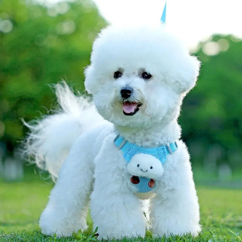 Adjustable Dog Leash Vest Style Breathable Mesh for Small Dogs Teddy Bichon Pomeranian Puppy Chest Wrap Baby Carrier view 2