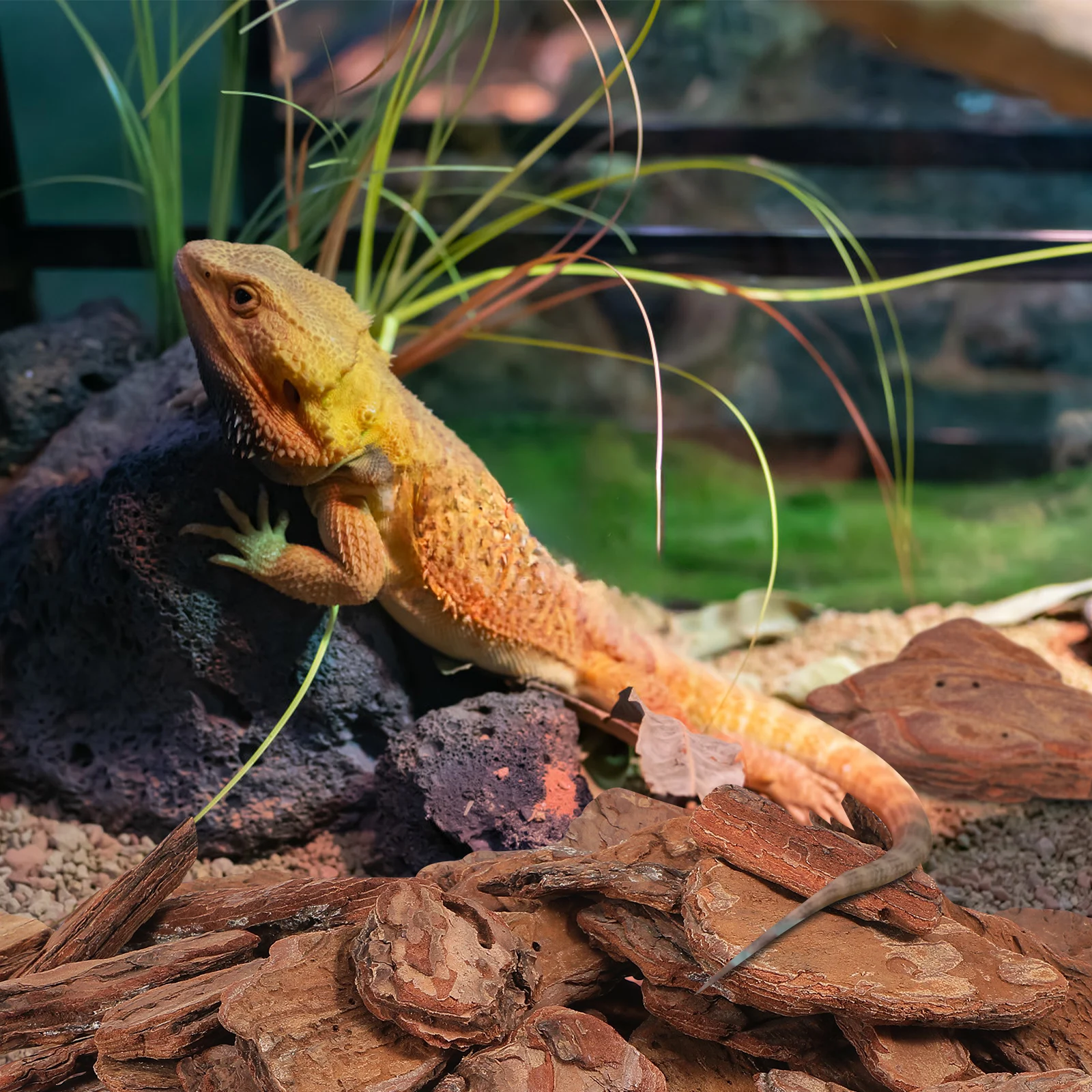 

1 Pack 500G Reptiles Breeding Box Decor Pine Bark Substrate For Turtle Tank Landscaping Habitat Reptiles Box Ornament Pet