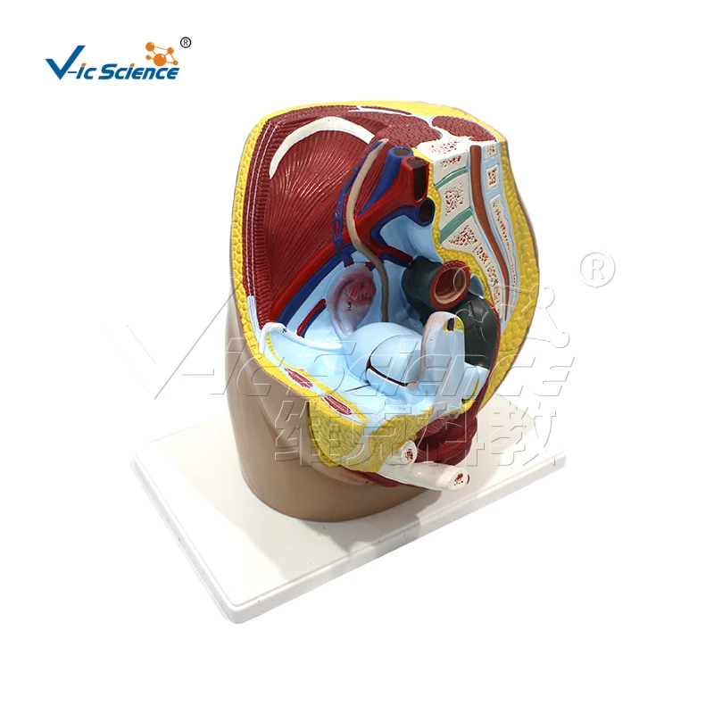 

Female inguinal anatomical teaching model