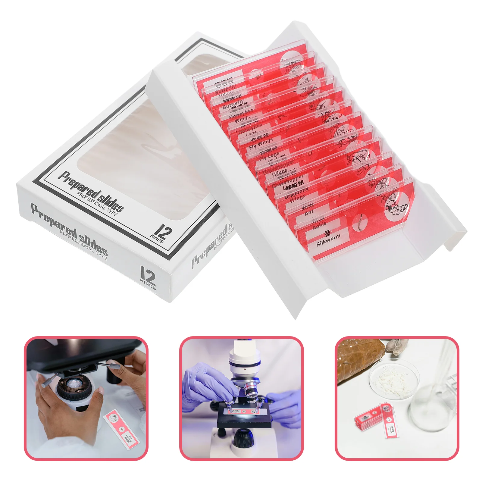 

12 Pcs Biological Sample Sections Laboratory Supplies Microscope Slides for Kids