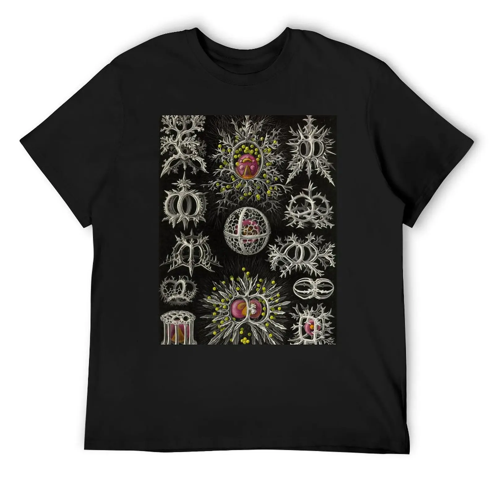 

Stephoidea (Radiolaria) - Ernst Haeckel T-Shirt Man t-shirt oversized vintage mens designer clothes