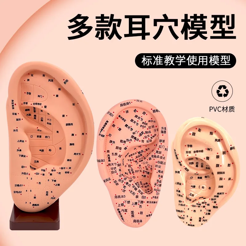 Auricular Point Model Ear Acupuncture Model with Stand for Teaching and Training