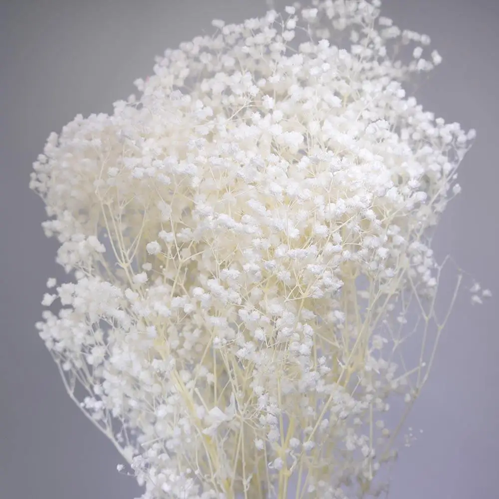 

Natural White Decorative Dried Flowers Bouquet Baby Breath Preserved Gypsophila Boho Home Vase Wedding Flowers Living Room Decor