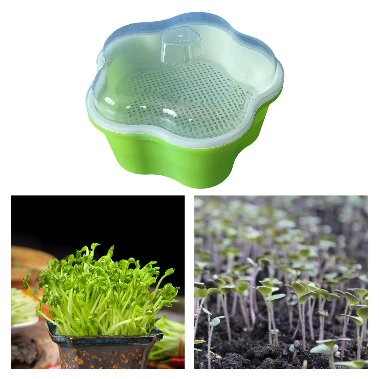 

Sprouter Tray with Lid Wheatgrass Grower for Grow Grass Beans Outdoors