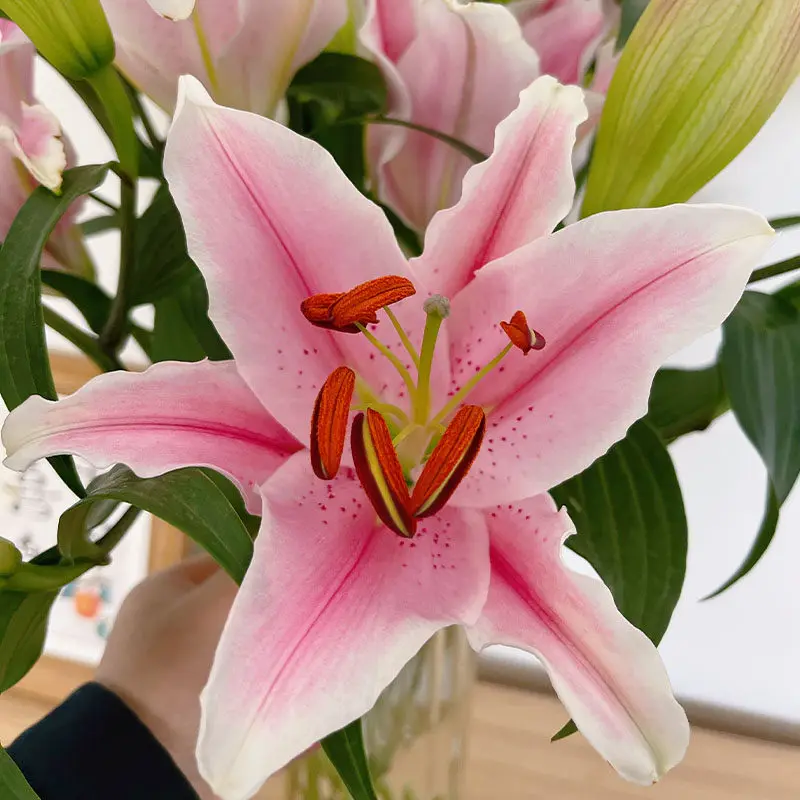 Factory Direct 2026 Class A Perfume Lily Flowers Siberia Huang Tianba Yunnan Base Straight Hair Indoor Water Flower Arrangement