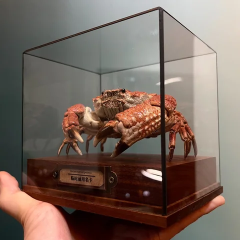 Espécimen de baccalipes de Demania, tóxia de cangrejo Real, artesanías únicas, coleccionistas, decoración del hogar, regalo Ideal para amantes de la naturaleza