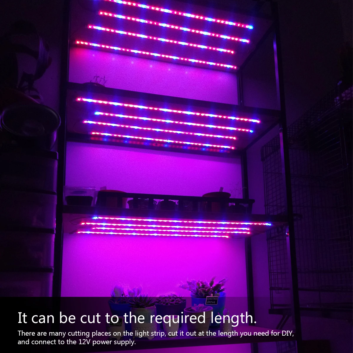 Lampu Phyto LED, 5M spektrum penuh lampu tanaman Strip LED saklar sentuh dapat diredupkan lampu tumbuh Fitolampy untuk rumah kaca hidroponik