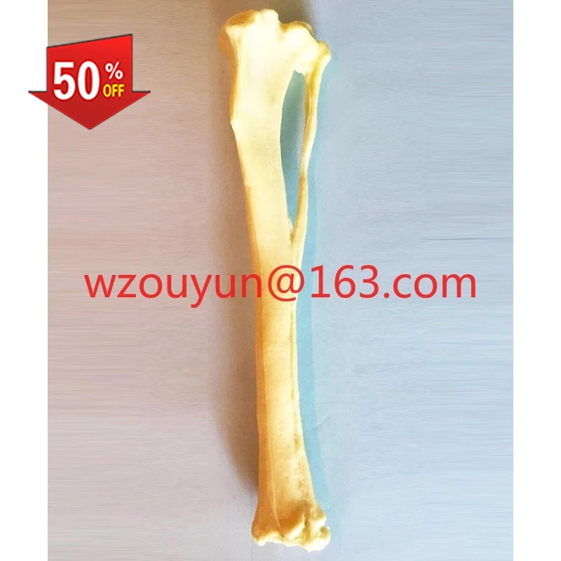 surgical-exercise-simulated-bone-dog-tibia-fibula-model