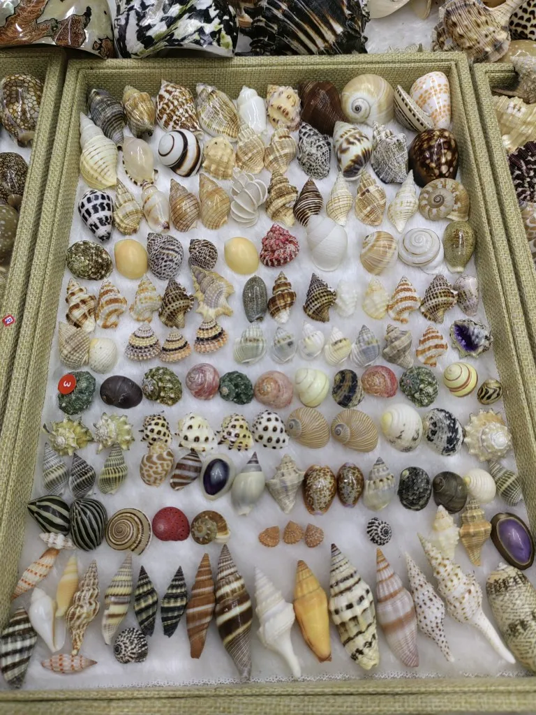 30 SZTUK Naturalne muszle Morze Conch Pustelnik Akwarium Praktyczne muszle Rzemiosło Dekoracje Plaża Trwała fotografia