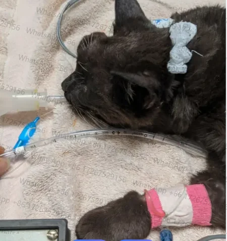 Applicable to10PCS Animals Strile Disposable Balloon-Cuffed Endotracheal Tubes for Pet Canine Feline Rabbit Anesthesia Inflatabl