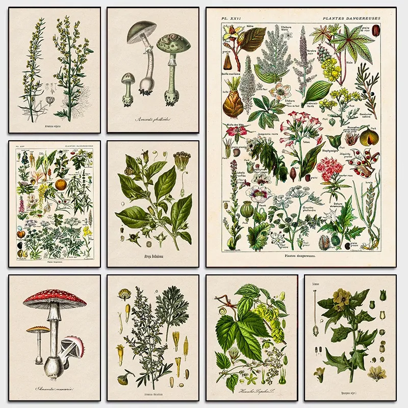 Vintage botanische Wandkunst, Leinwanddruck, giftige Flora, Pilz, Illustration, Herbarium-Stil, Wissenschaft, Klassenzimmer, Dekor, Biologie-Diagramm