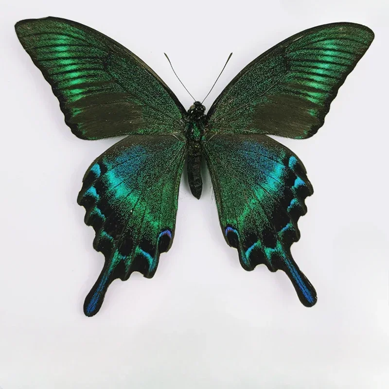 29 Carefully Selected Butterfly Specimens Real Butterfly Insect Teaching Specimens Wings Not Unfolded Home Decor Multiple Style