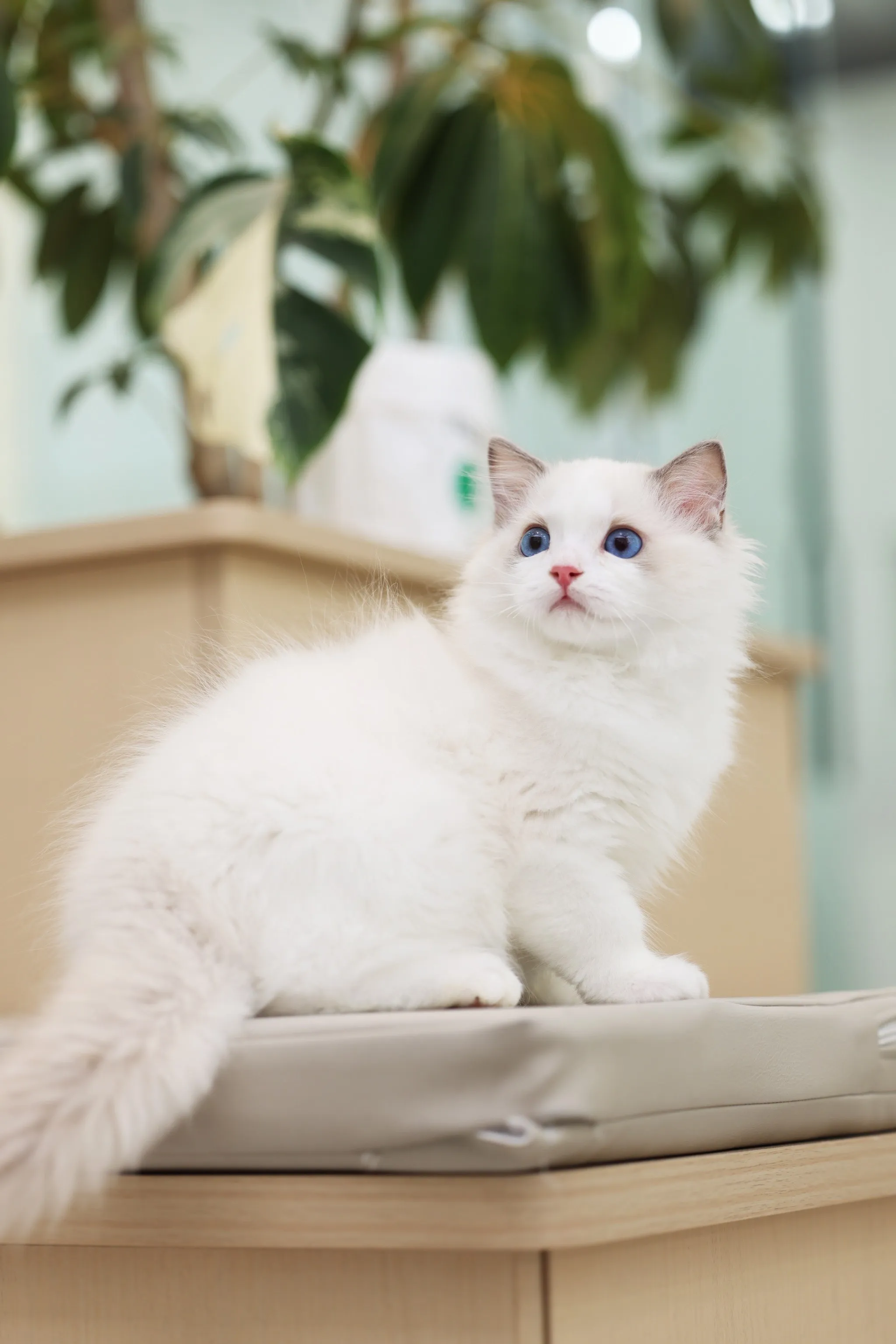 

5Pcs ABS Material Universal Car Front Bumper Separator Bumper Lip Body Kit Duck Lip Separator For Buick Regal Car Accessories