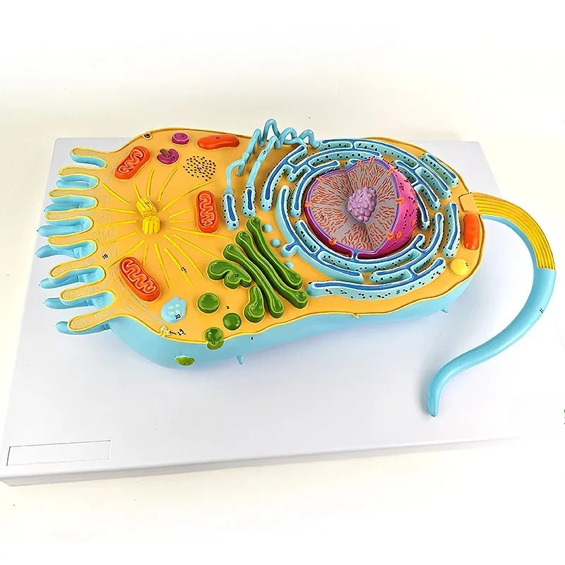Eukaryotic Cell Structure Model, Eukaryotes, Cell Biology, Teaching
