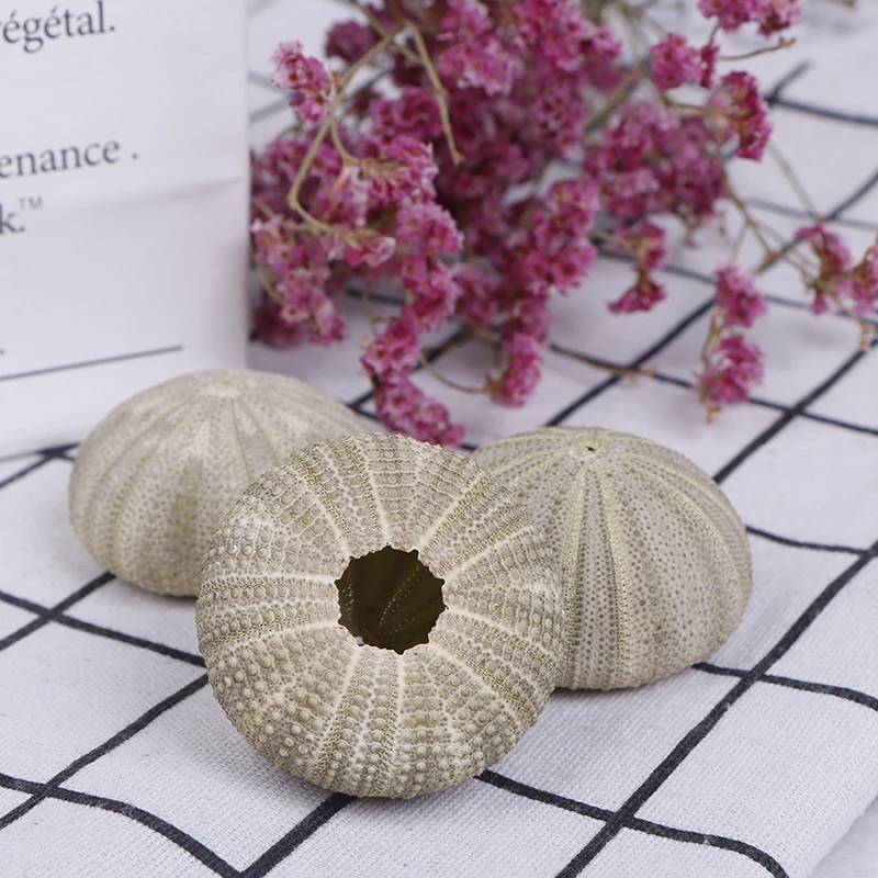 1PC Handicraft Natural Shell Conch In Characteristic Tourist Area Natural Green Sea Urchins Tillandsia Home Decoration