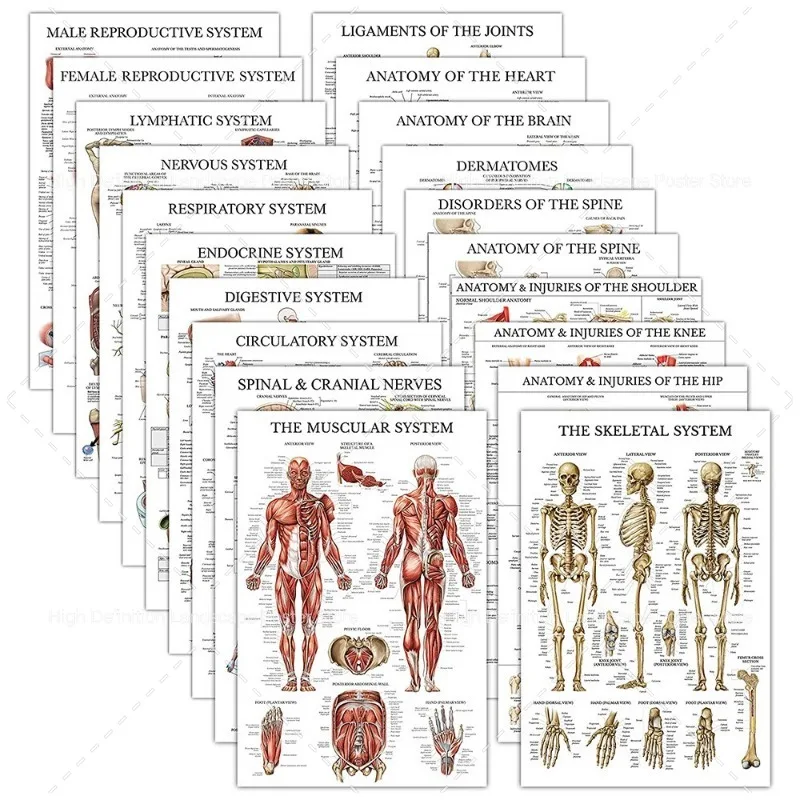 Education Poster Set English Medical Anatomy Hospital Classroom School Hanging Decoration Painting