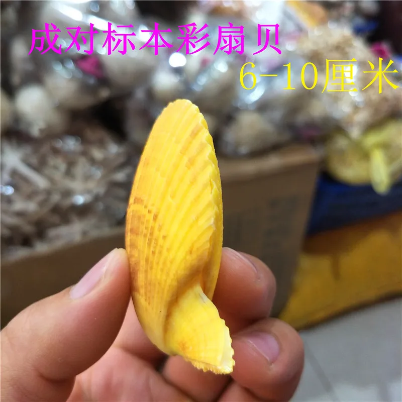 Natural Colorful Conch Shell 6-8cm DIY Aquarium/Terrarium Decoration Colorful Clam