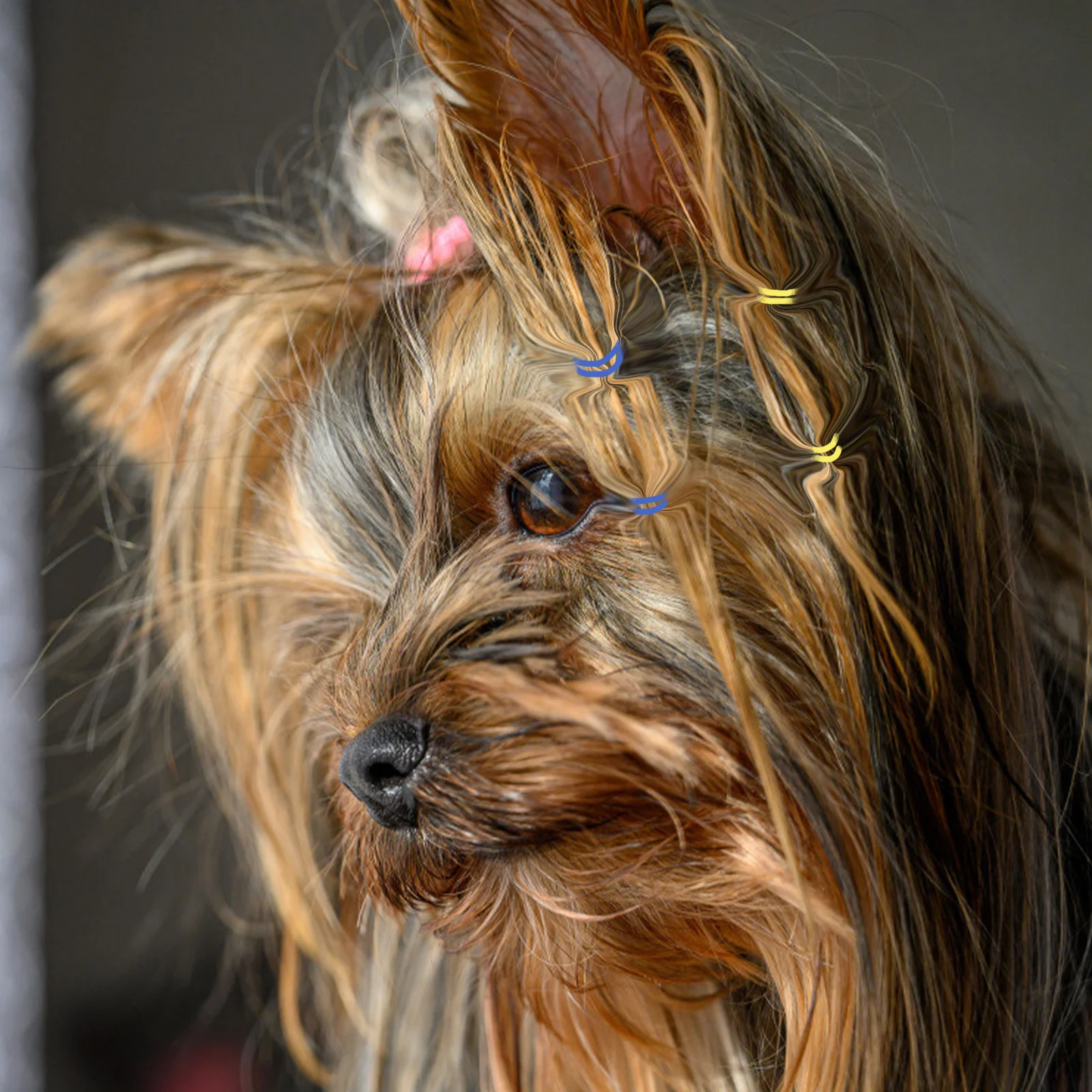 

500pcs Rubber Band Hair Ties Pet Hair Band Elastic Disposable Bands for Dog Cat Rabbit Grooming Accessories Multicolor